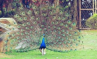 谁看见了孔雀在跳舞,目击者见证的神奇瞬间