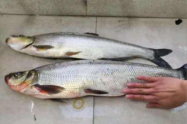 小虾米也想钓到鲷鱼,小虾米的鲷鱼梦之旅