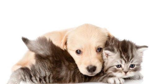 一个好奇的案例,探寻未知背后的真相